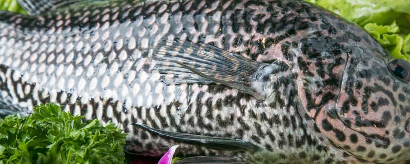石斑鱼多少钱一斤 石斑鱼多少钱一斤市场价2023