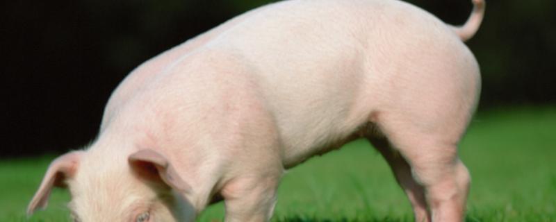 荷兰猪临死前的行为 荷兰猪临死前的表现
