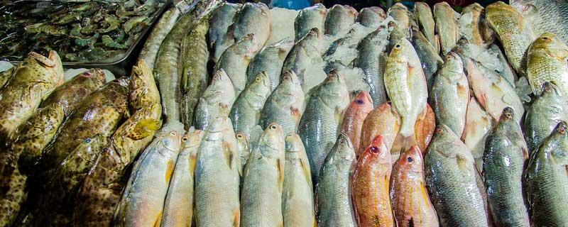 鲈鱼多少钱一斤 鲈鱼多少钱一斤市场价2023