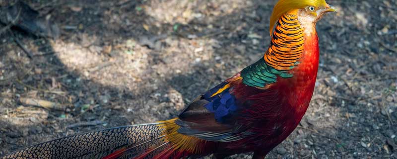红腹锦鸡可以养殖吗（红腹锦鸡可以养殖吗）