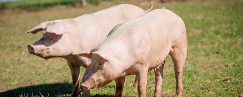 养猪业进入长期节本增效时期 养猪降本增效