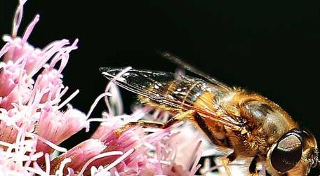 蜜蜂一生能采多少蜂蜜（工蜂一生能采多少蜜?）