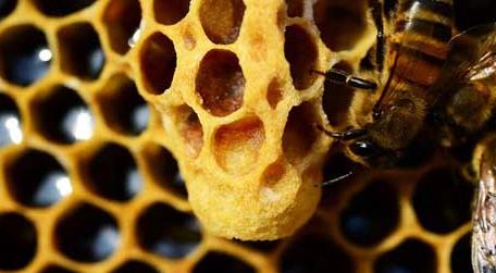 蜂王死了蜂群怎么办（如果蜂王死了,这个蜂群会变成什么样?）