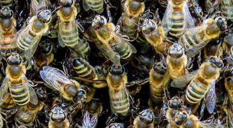 蜜蜂科学养殖技术（蜜蜂的养殖管理蜜蜂养殖技术）
