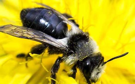 新疆黑蜂 新疆黑蜂蜂蜜的功效与作用