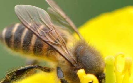 高加索蜜蜂 高加索蜜蜂介绍
