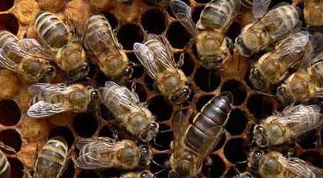 东北黑蜂高效养殖技术（东北养蜂新技术）