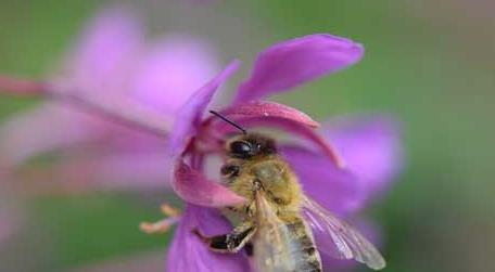 蜜蜂怎么过冬