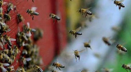 蜜蜂养殖的基本知识（关于蜜蜂的养殖知识）