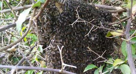空蜂箱怎么引蜜蜂