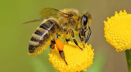 什么气味能让蜜蜂弃巢 蜜蜂会在家里筑巢吗