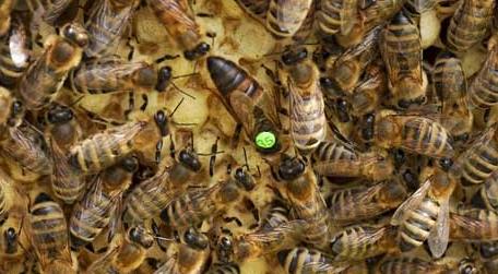 怎样从蜂团中找到蜂王（蜂群中怎样找到蜂王）