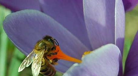 蜜蜂的生物学特性