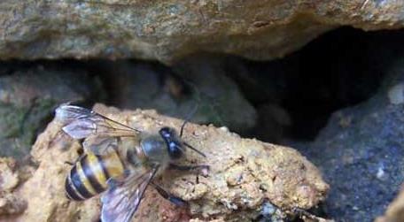 石洞里的野生蜜蜂如何收捕（怎么收捕野生蜜蜂）