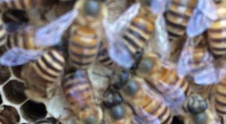 野生蜜蜂如何收捕