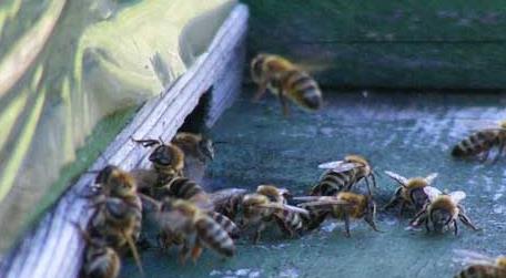意大利蜜蜂有什么特点（意大利蜜蜂和中蜂的区别）
