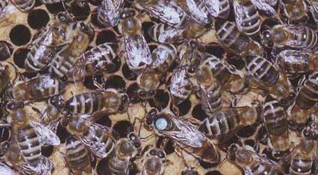 新疆黑蜂有什么特点（东北黑蜂的蜂种有哪四个特点）