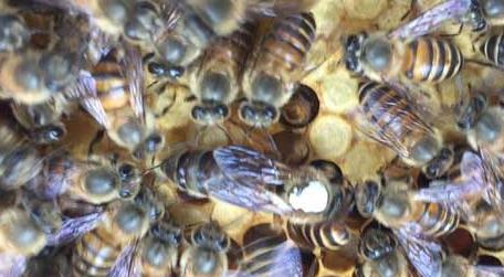 蜂王死了蜂群怎么补救 如果蜂王死了,这个蜂群会变成什么样?