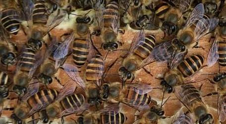 中蜂没有蜂王怎么分蜂 中蜂无王台怎样分蜂,中蜂吧