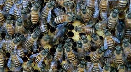 工蜂产卵会不会导致灭群 工蜂产卵可以合群吗