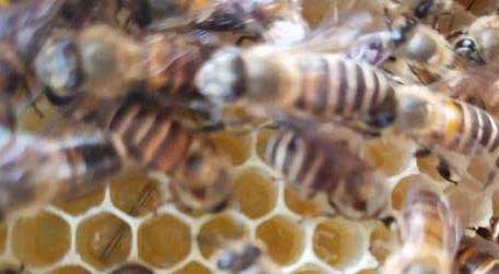 蜜蜂管理