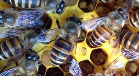 蜜蜂养殖有哪些秘诀 蜜蜂养殖技术要点