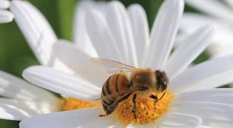一箱蜜蜂一年产多少蜂蜜 一箱蜂一年能产多少蜜
