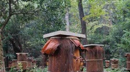 木桶养蜂