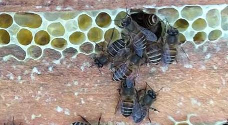 农村土蜜蜂高效养殖技术（蜜蜂蜜蜂养殖技术）