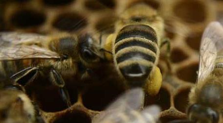 单独养一只蜜蜂怎么养 怎么才能养一只小蜜蜂