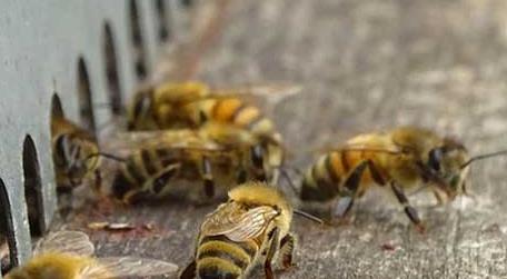 蜜蜂养殖技术及注意事项（蜜蜂养殖技术要点）