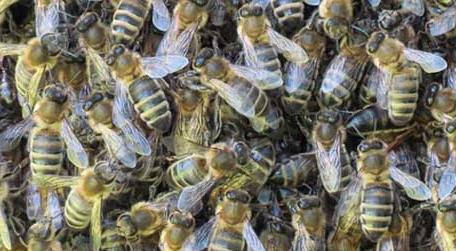 蜜蜂自然分蜂会飞多远 自然分蜂一般飞多远