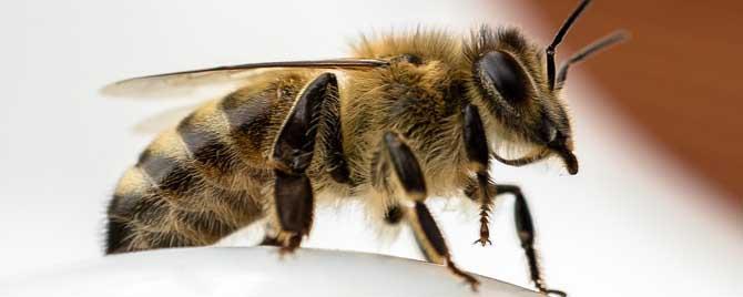 蜜蜂是昆虫类还是动物类（蜜蜂属于动物还是昆虫）