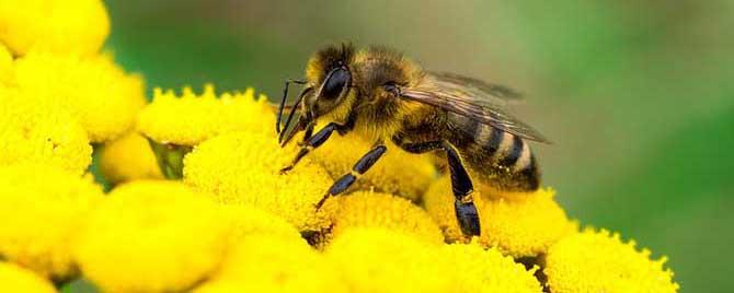 蜜蜂最喜欢什么颜色的花 蜜蜂喜欢什么样的花