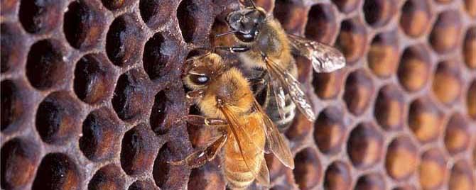 蜜蜂是用什么修筑蜂巢的（蜜蜂用什么造蜂巢）