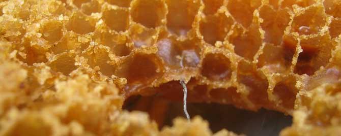 蜜蜂是怎么酿制蜂蜜的 蜜蜂是如何酿制蜂蜜的