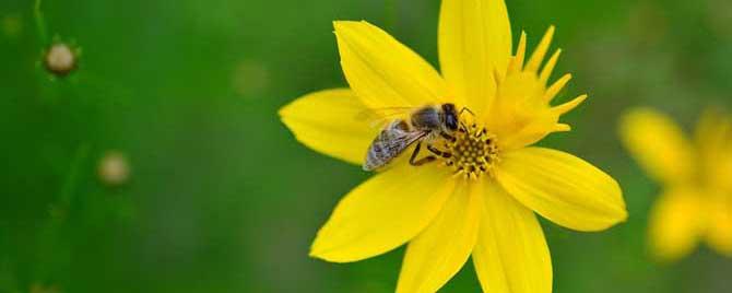 蜜蜂属于益虫还是害虫（蜜蜂是害虫还是益虫它是捉什么虫的）