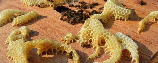 蜜蜂为什么要修筑蜂巢（蜜蜂一般会把巢建在哪里）