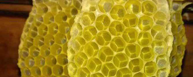 蜜蜂是怎么修筑蜂巢的（蜜蜂是怎样建巢的）