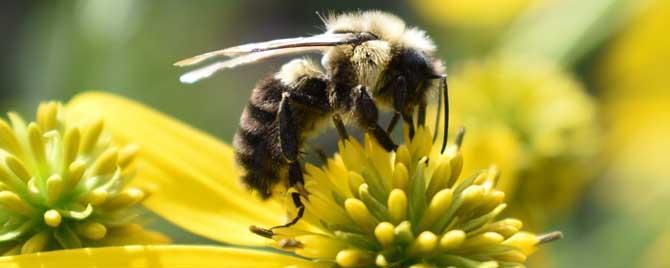 蜜蜂是怎么采花粉和花蜜的（蜂蜜是蜜蜂采的花粉吗）