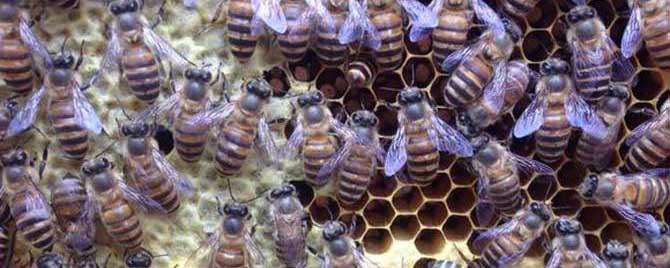 蜂王藏在蜂群什么位置 蜂群中怎样找到蜂王