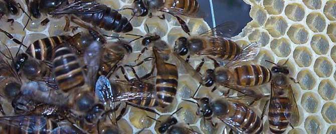 蜂王产卵多少天出工蜂 蜜蜂蜂王产卵多久成虫