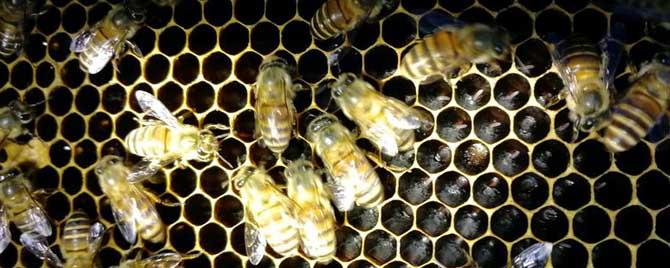 工蜂吃什么食物长大的 蜂幼虫吃什么长大