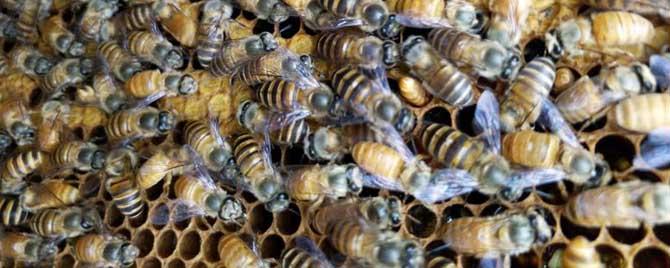 蜂群中有多少只工蜂（蜜蜂蛋群朂少几只工蜂）