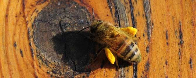 工蜂是几倍体的生物 工蜂是单倍体生物