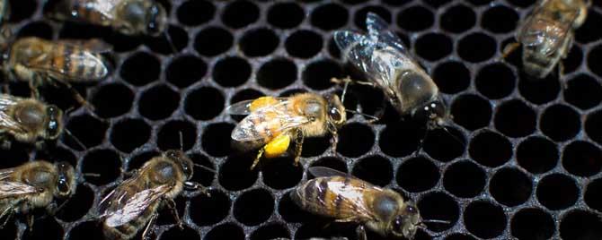 工蜂在蜂群中有什么作用 蜜蜂中的工蜂都干什么