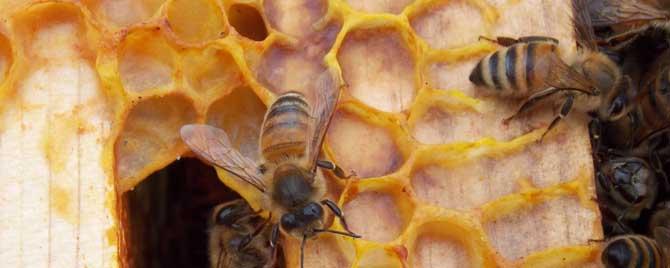 工蜂的寿命是多长时间 蜜蜂的寿命多少天