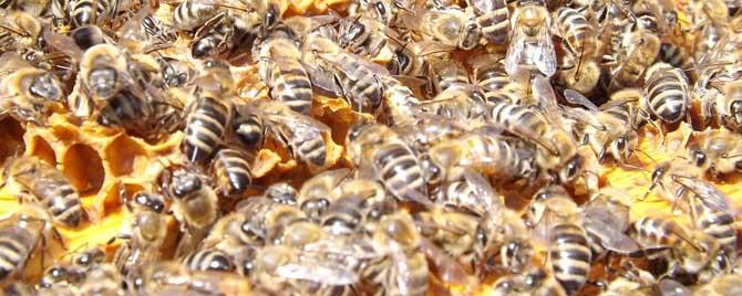 多少只工蜂才能养活蜂王 100只工蜂和蜂王可以养吗