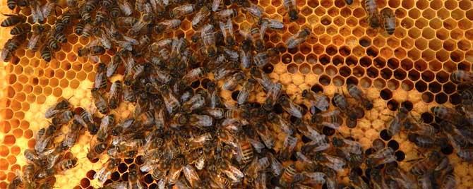 200只工蜂可以用蜂王吗 一百多只工蜂和蜂王能活吗