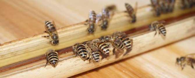 工蜂为什么不能繁殖 工蜂为什么不能繁殖后代